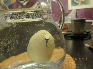 130312egg