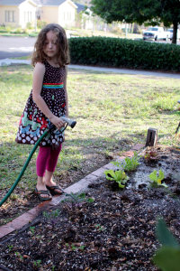 freshlettucewintergarden